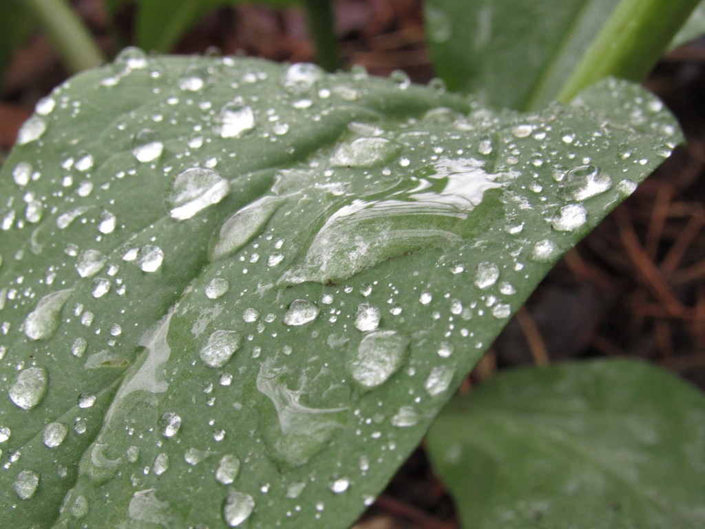 Easy Ways to Live More Sustainably